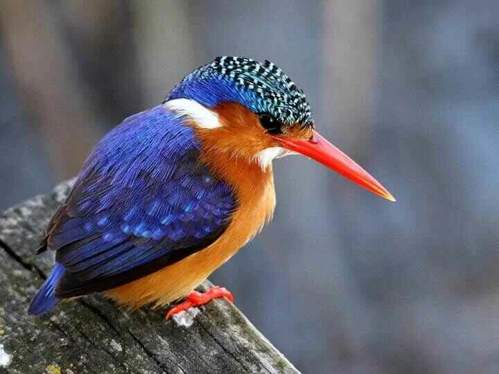 African Pygmie Kingfisher close up